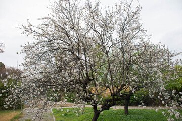 Fototapeta premium almond tree blossomed in a winter landscape