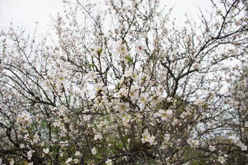 almond tree blossomed in a winter landscape