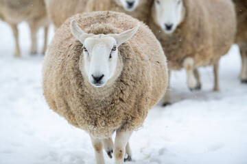 A close up of a large domestic woolly sheep that is staring with its eyes open wide and its ears sticking upwards against a snowy background.  The ewe has a large thick coat of wool with bits of dirt.