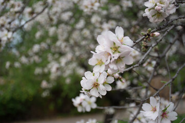 almond tree blossomed in a winter landscape