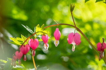 Dicentra spectabilis bleeding heart flowers in hearts shapes in bloom, beautiful Lamprocapnos pink...