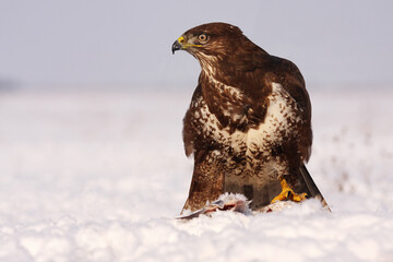The common buzzard (Buteo buteo) feeding on snow. Buzzard in winter in the snow.