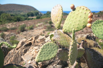 The Mediterranean vegetation on the island of Corsica