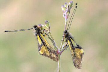 Libelloides 