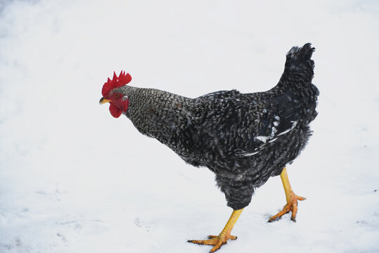 rooster walking  outdoors,snowy nature 
