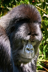 Portrait of Mountain Gorilla in Wild