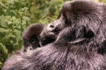 Portrait of Mountain Gorilla with baby in Wild