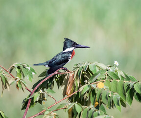  Amazon green kingfisher sits on a branch of a flowering shrub.