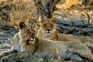 Lions Resting in Shade as Sunsets