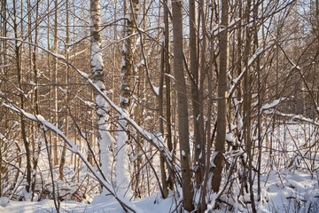 zimowe drzewa ,łąka © Marcin Łazarczyk