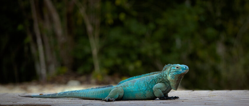 Extremely Rare Blue Iguana (Cyclura lewisi) is protected in the Queen Elizabeth II Botanic Park, where you can find the real natural habitat of this surprising creature. East End, Grand Cayman, Cayman