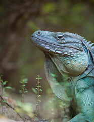 Extremely Rare Blue Iguana (Cyclura lewisi) is protected in the Queen Elizabeth II Botanic Park, where you can find the real natural habitat of this surprising creature. East End, Grand Cayman, Cayman