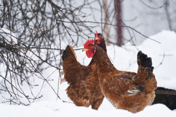 two hens on snowy background in  winter, rural life photo