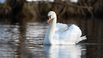 cygnus, bird, wasser, see, natur, weiß, tier, wild lebende tiere, schön, teich, anmutig