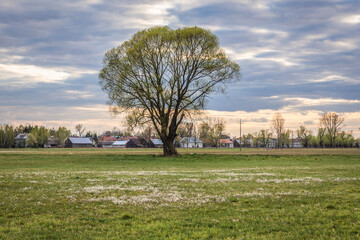 Treen on a green meadow in Wegrow County, Masovia region of Poland