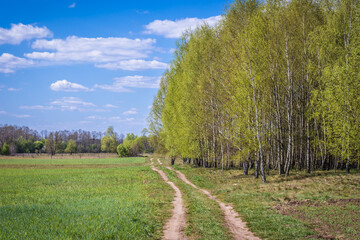 Country road along fields in Wegrow County, Masovia region of Poland