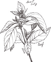 Obraz premium Sketch illustration of a sprig of basil. Fragrant herbs.
