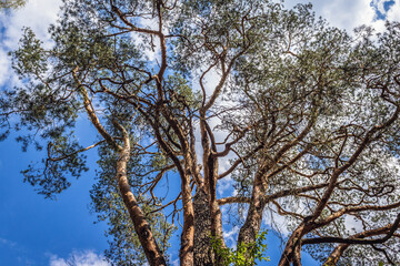 Oldest pine tree in Poland called Wszebora in Minsk Mazowiecki town, Masovia region, Poland