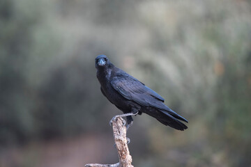 crow, the most intelligent bird, perched on a branch