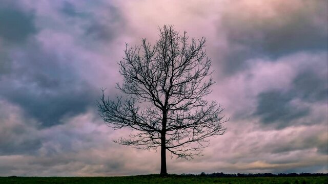 Time lapse of a single oak tree against atmospheric moody sky 