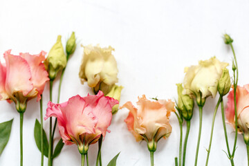 bunte Frühlingsblumen in rosa, gelb, orange von oben auf weißem Untergrund | Floristik, Blüten....