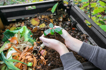 mains tenant du compost  au dessus du composteur avec déchets organiques - 410456875