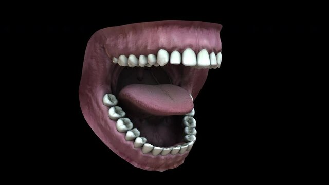 Human mouth - rotation Sx - 3d animation model on a black background