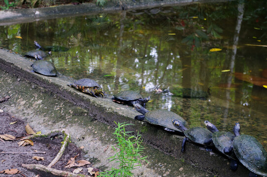 Charapas o tortugas amaz&oacute;nicas