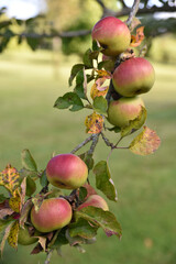 Pommes au jardin en été