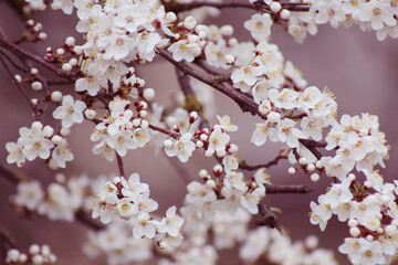 tree blossom with white flowers at springtime