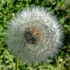 dandelion seed head in the sunshine