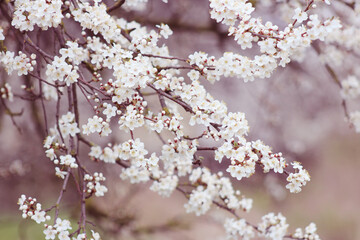 tree blossom with white flowers at springtime