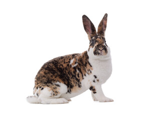  spotted rabbit sitting isolated on a white background.