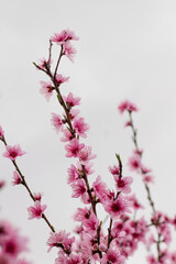 Peach tree blossoms