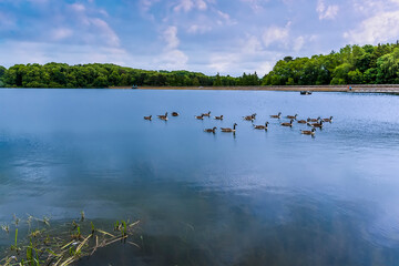 A flock of geese on the still waters of Raventhorpe Water, Northamptonshire, UK