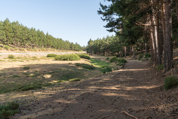 Fototapeta premium pine forest in Sierra Nevada in southern Spain