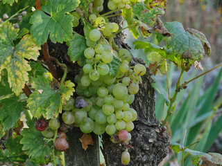 Fototapeta premium Eine grüne, reife Traube - A green, ripe grape