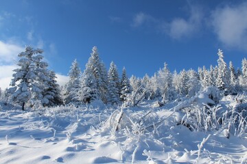 Fototapeta premium Zima 2