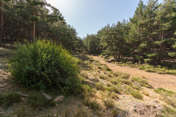 pine forest in Sierra Nevada in southern Spain