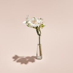 White flower and vase minimal summer or spring still life on pastel pink background. Sunlight, hard...