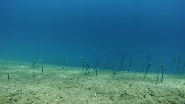 Underwater timelapse. Deep blue water, white sand and dancing sea eels
