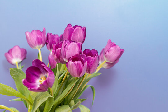 Tulipanes Images – Browse 1,638 Stock Photos, Vectors, and Video | Adobe  Stock