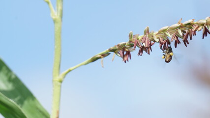 branches against sky