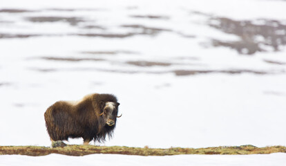 musk ox watching in autumn in the tundra landscape of Dovrefjell National Park. Norway. Europe