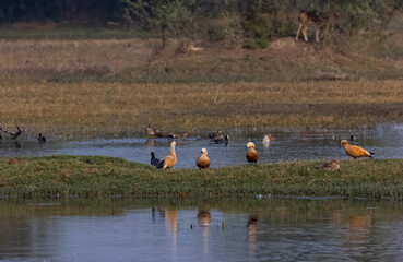 Ruddy Shelduck (Tadorna ferruginea) or Brahminy Duck