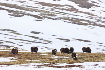 musk ox watching in autumn in the tundra landscape of Dovrefjell National Park. Norway. Europe