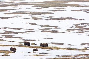 musk ox watching in autumn in the tundra landscape of Dovrefjell National Park. Norway. Europe