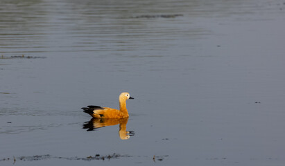 Ruddy Shelduck (Tadorna ferruginea) or Brahminy Duck
