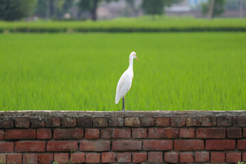 A Heron on a brick wall with Paddy fields behind - Evolution concept.