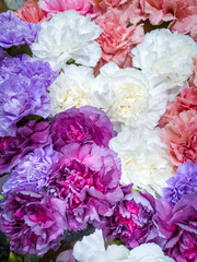 Delicate pink white and purple carnations in a bouquet of flowers close-up 
